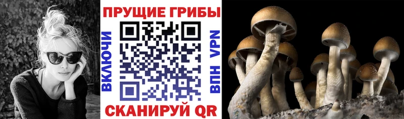 Галлюциногенные грибы Psilocybe  купить наркотик  Зубцов 